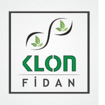 klon fidan