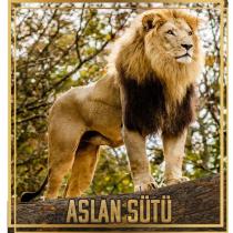 aslan sütü