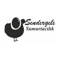 sındırgılı yumurtacılık