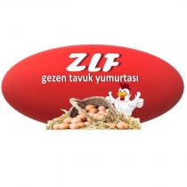 zlf gezen tavuk yumurtası