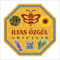 ilyas özgül arıcılık