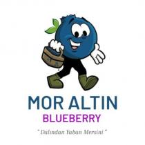 mor altın blueberry dalından yaban mersini