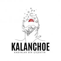 kalanchoe kadınlar bir çiçektir