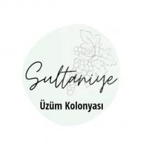 sultaniye üzüm kolonyası