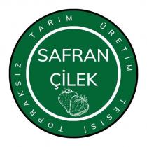safran çilek topraksız tarım üretim tesisi