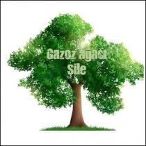 gazoz ağacı şile