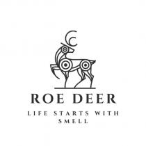 roe deer lıfe starts wıth smell