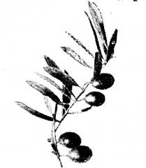 zeytin dali şekli