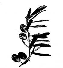 zeytin dali şekli