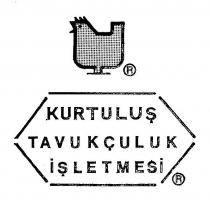 kurtuluş tavukçuluk işletmesi
