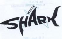 white shark