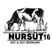 nursüt16 süt & süt ürünleri