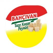 bahçıvan taze kaşar peyniri
