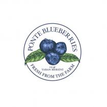 ponte blueberries fresh from the farm yaban mersini 125 gr