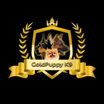 gold puppy k9
