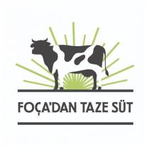 foça'dan taze süt