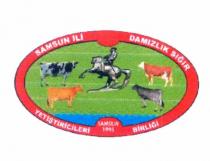 samsun ili damızlık sığır yetiştiricileri birliği şekil