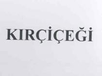 kırçiçeği