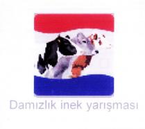 damızlık inek yarışması