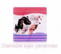 damızlık sığır yarışması