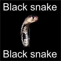 black snake