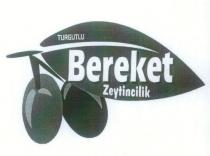 turgutlu bereket zeytincilik