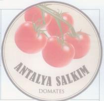 antalya salkım domates