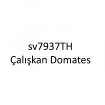 sv7937th çalışkan domates