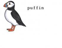 puffin
