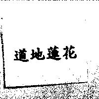 道地蓮花