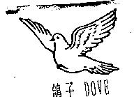 鴿子 DOVE 及圖