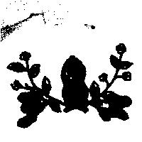 花生圖