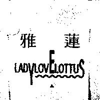 雅蓮 LADY LOVE LOTTUS