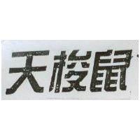 天梭鼠