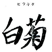 白菊ヒラキク 