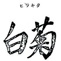 白菊ヒラキク 