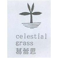 葛蕾思 celestial grass 及圖