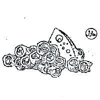 凱莎琳有限公司標章
