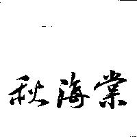 秋海棠