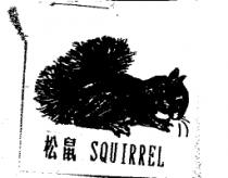 松鼠 SQUIRREL 及圖
