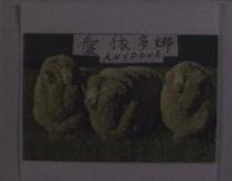 愛依多娜及圖 ANYDONA