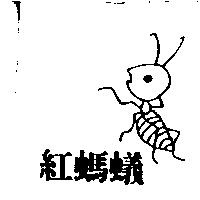 紅螞蟻及圖