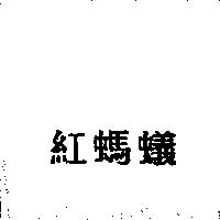 紅螞蟻