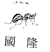 紅螞蟻及圖