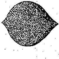 ELLIPSE LOGO 橢圓樂菓