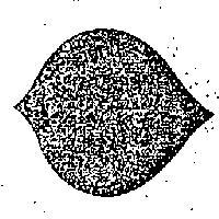 ELLIPSE LOGO 橢圓樂菓