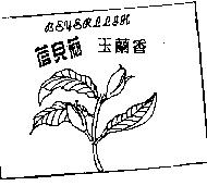 蓓兒莉玉蘭香及圖