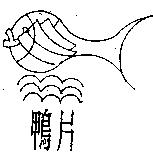 鴨片及圖