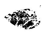 綠意盎然及圖