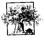 樹圖